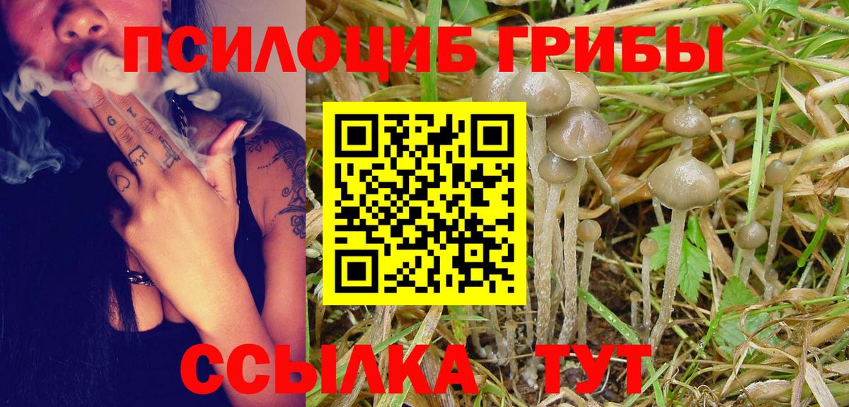 Псилоцибиновые грибы Cubensis  Вход с VPN  Борзя 